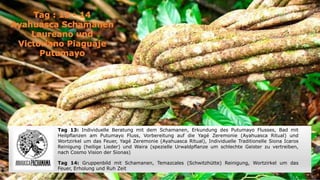 Tag 13: Individuelle Beratung mit dem Schamanen, Erkundung des Putumayo Flusses, Bad mit
Heilpflanzen am Putumayo Fluss, Vorbereitung auf die Yagé Zeremonie (Ayahuasca Ritual) und
Wortzirkel um das Feuer, Yagé Zeremonie (Ayahuasca Ritual), Individuelle Traditionelle Siona Icaros
Reinigung (heilige Lieder) und Waira (spezielle Urwaldpflanze um schlechte Geister zu vertreiben,
nach Cosmo Vision der Sionas)
Tag 14: Gruppenbild mit Schamanen, Temazcales (Schwitzhütte) Reinigung, Wortzirkel um das
Feuer, Erholung und Ruh Zeit
 