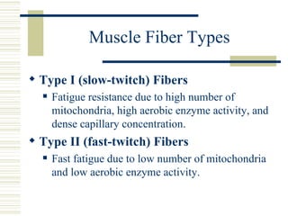 Muscle Fiber Types Type I (slow-twitch) Fibers Fatigue resistance due to high number of mitochondria, high aerobic enzyme activity, and dense capillary concentration. Type II (fast-twitch) Fibers Fast fatigue due to low number of mitochondria and low aerobic enzyme activity. 
