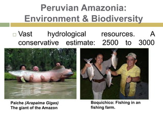 Amazonia PopulationRivereños‘Rivereños’, non indigenous people distributed along Amazon basin.  Living of small range farming and fishing.