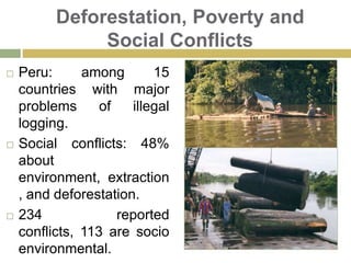 Peruvian Amazonia: Environment & BiodiversityIdentified more than 1,400 medicinal plants.Uncaria TomentosaFortify the immune systemJergon SachaTreatment for DiabetesHuacapuranaFortify the bonesPasaje Paquito (Paquito Street): the Amazonia’s pharmacy. Here you can literally find a medicine for every pain.Traditional knowledge, mystery and faith!