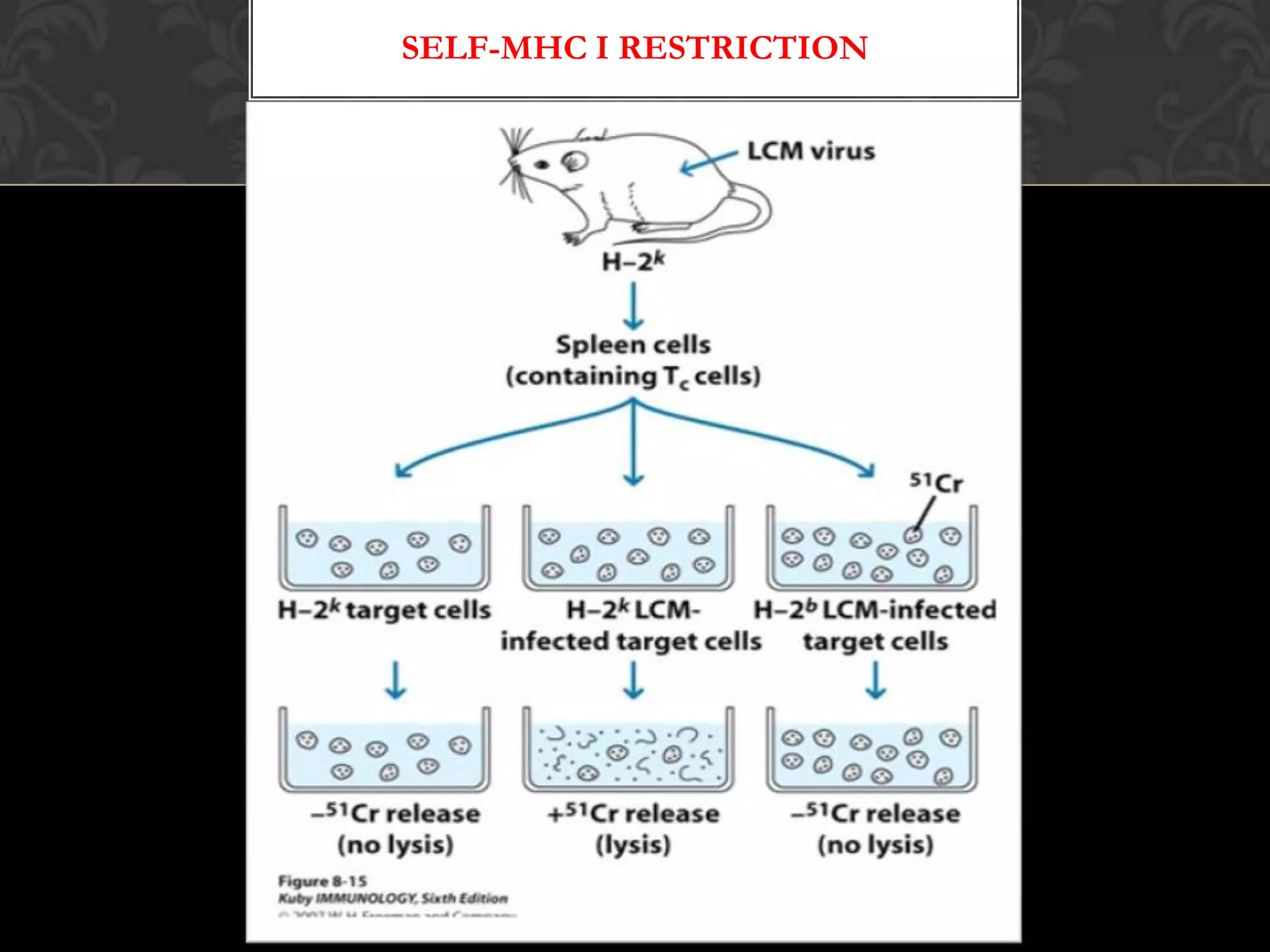 WHY DENDRITIC CELLS ARE CONSIDERED AS MOST                         EFFECTIVE APC?????? 