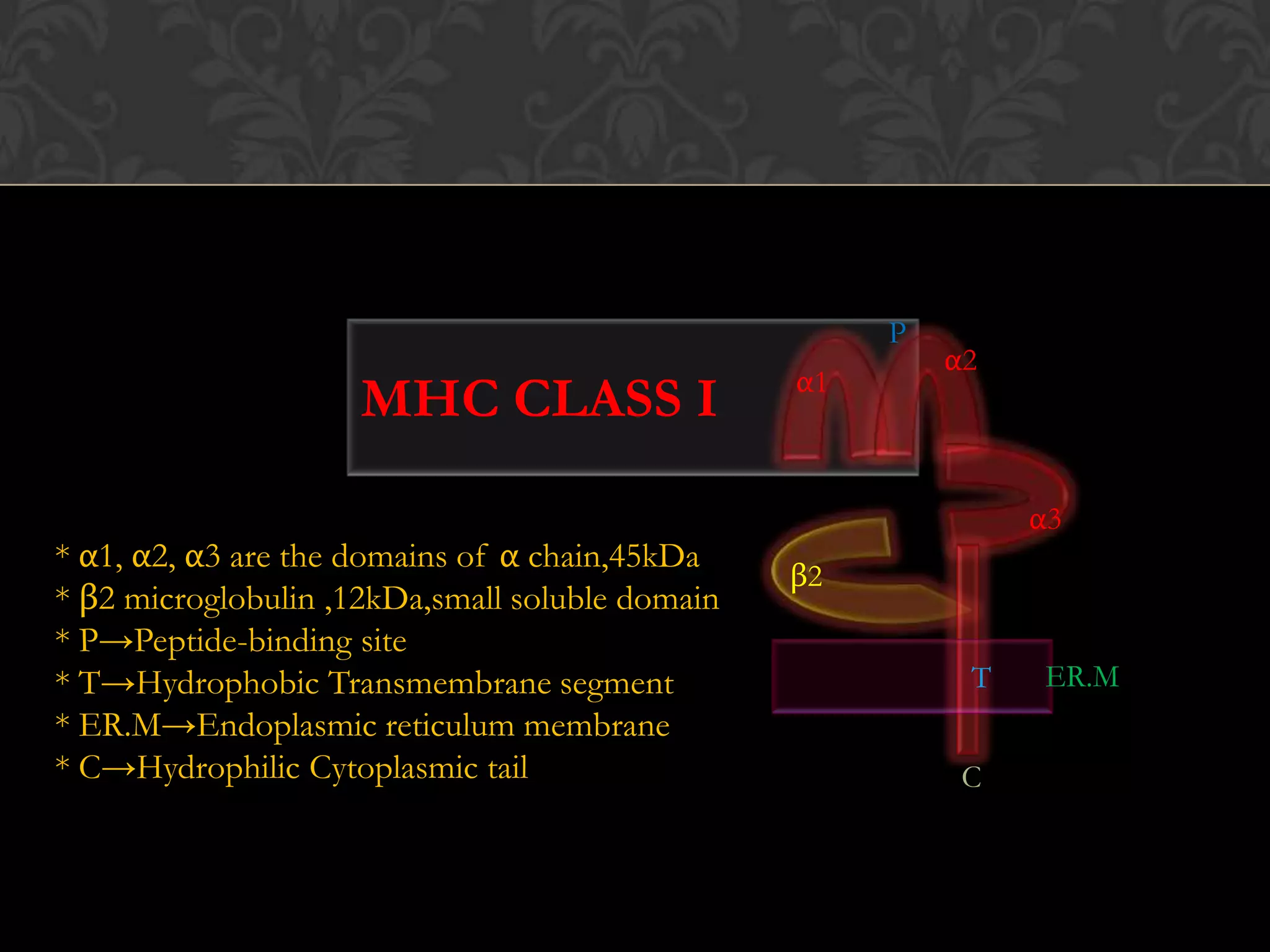 MHC II + peptides » CD 4+ T CellSelf-MHC I restriction 