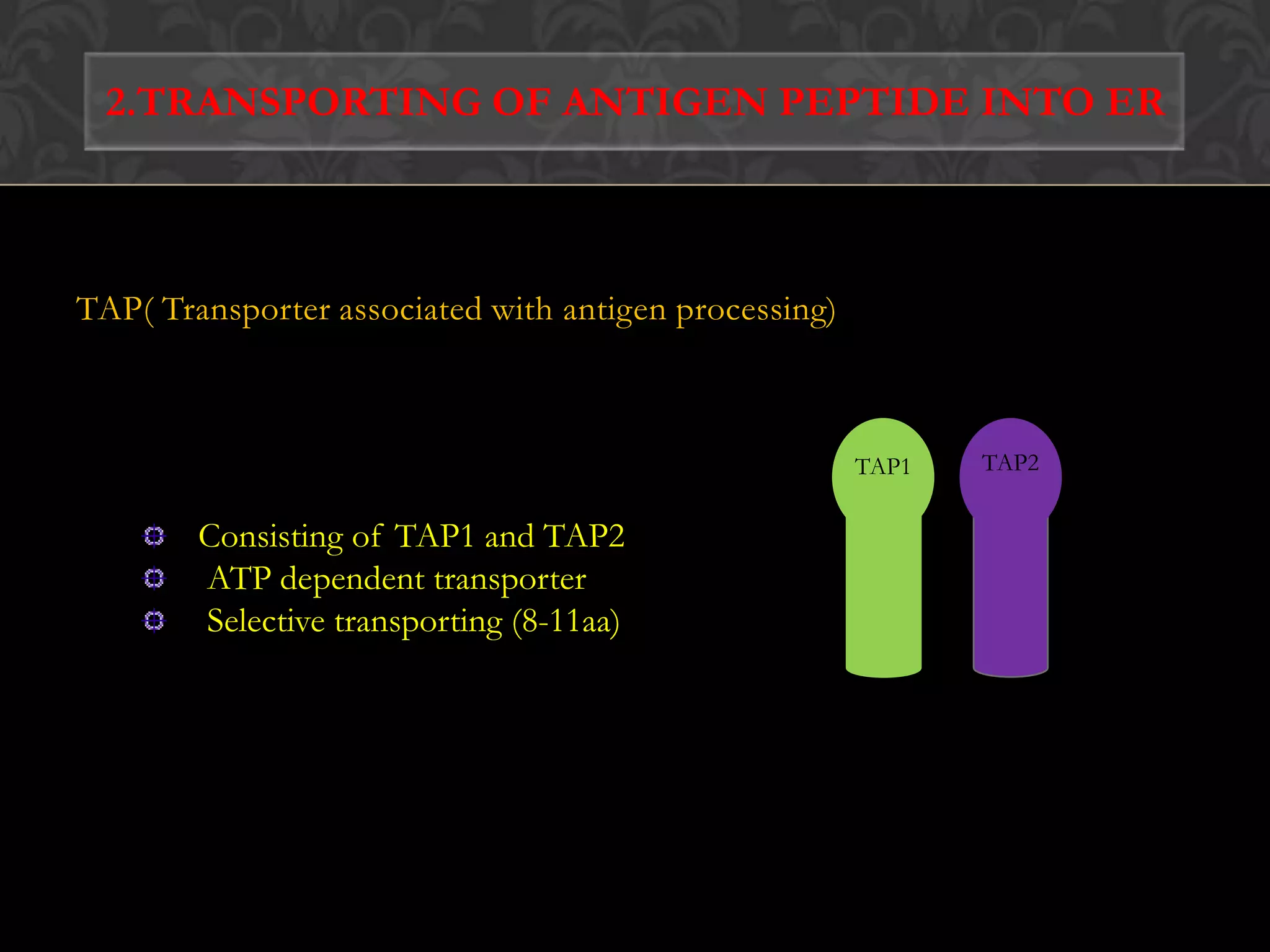  β2-microglobulinInteracts non-covalently with α3 domainEncoded by highly conserved gene located on a different chromosomeRequired for the expression of Class I molecules on cell membrane