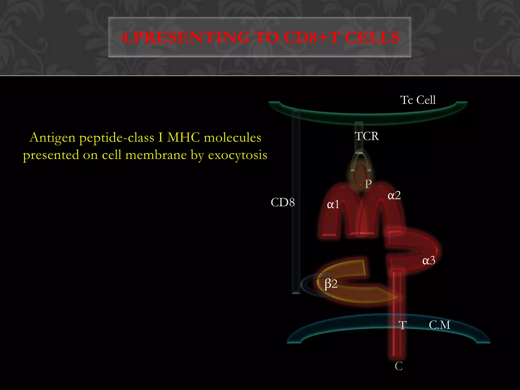 Ubiquitination of proteinUbE1ATPUbADP + PiE1Ub-UbiquitinE1-Ubiquitin-activating enzymeE2-Ubiquitin-conjugating enzymeE3-Ubiquitin ligaseE2UbUbE1UbE3UbUbProteasomeUbPeptidesPolyubiquitinated protein