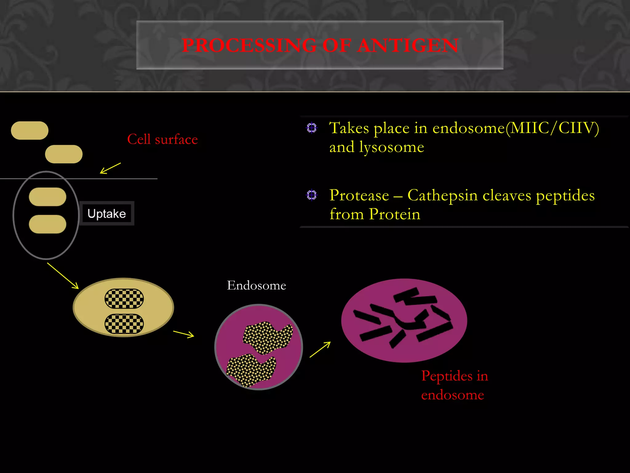 4.Presenting to cd8+t cellsTc CellTCRAntigen peptide-class I MHC molecules presented on cell membrane by exocytosisPα2CD8α1α3β2C.MTC