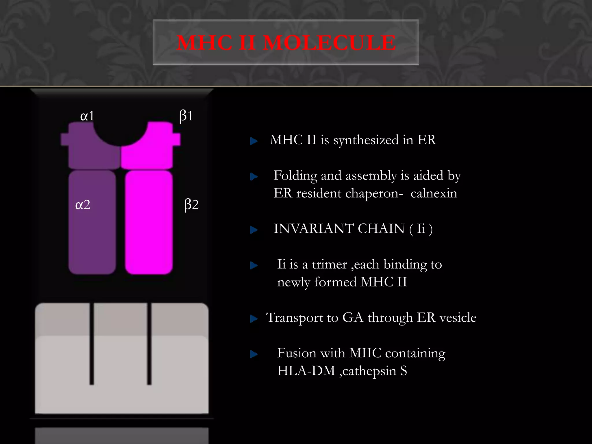 Antigen presentation by class ii mhc