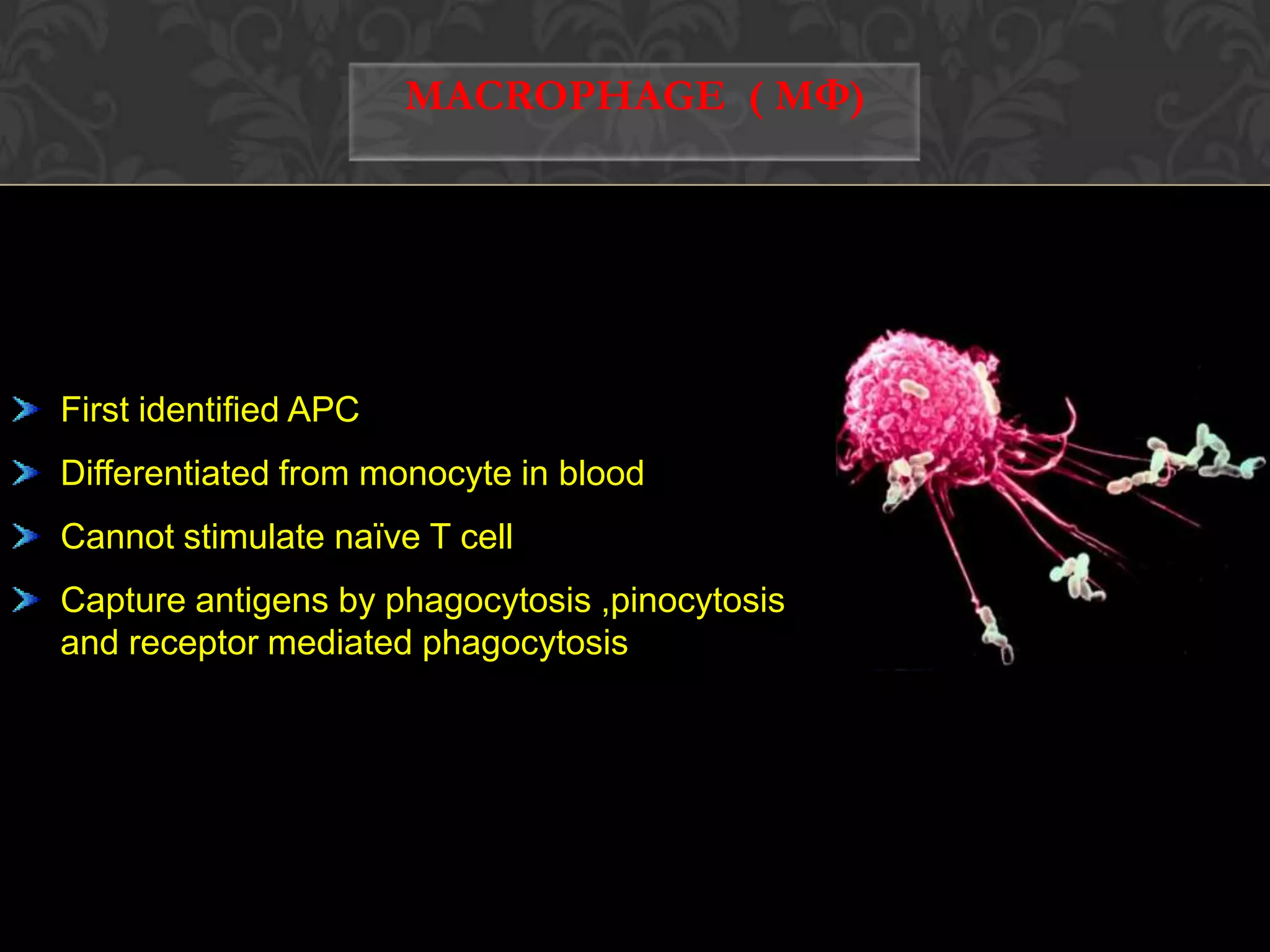  Thyroid epithelial cells