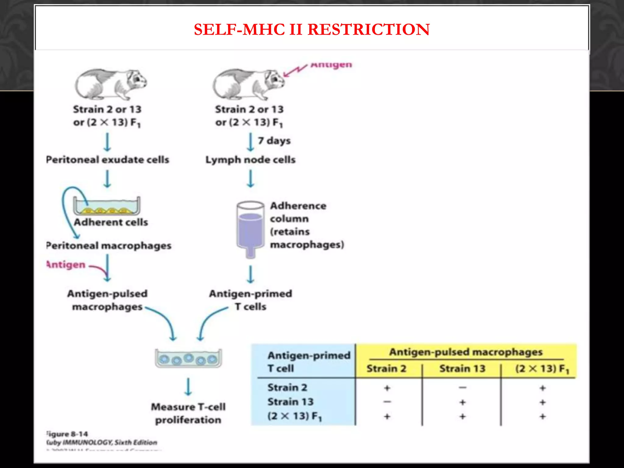 MACROPHAGE  ( MΦ)First identified APCDifferentiated from monocyte in bloodCannot stimulate naïve T cellCapture antigens by phagocytosis ,pinocytosis and receptor mediated phagocytosis