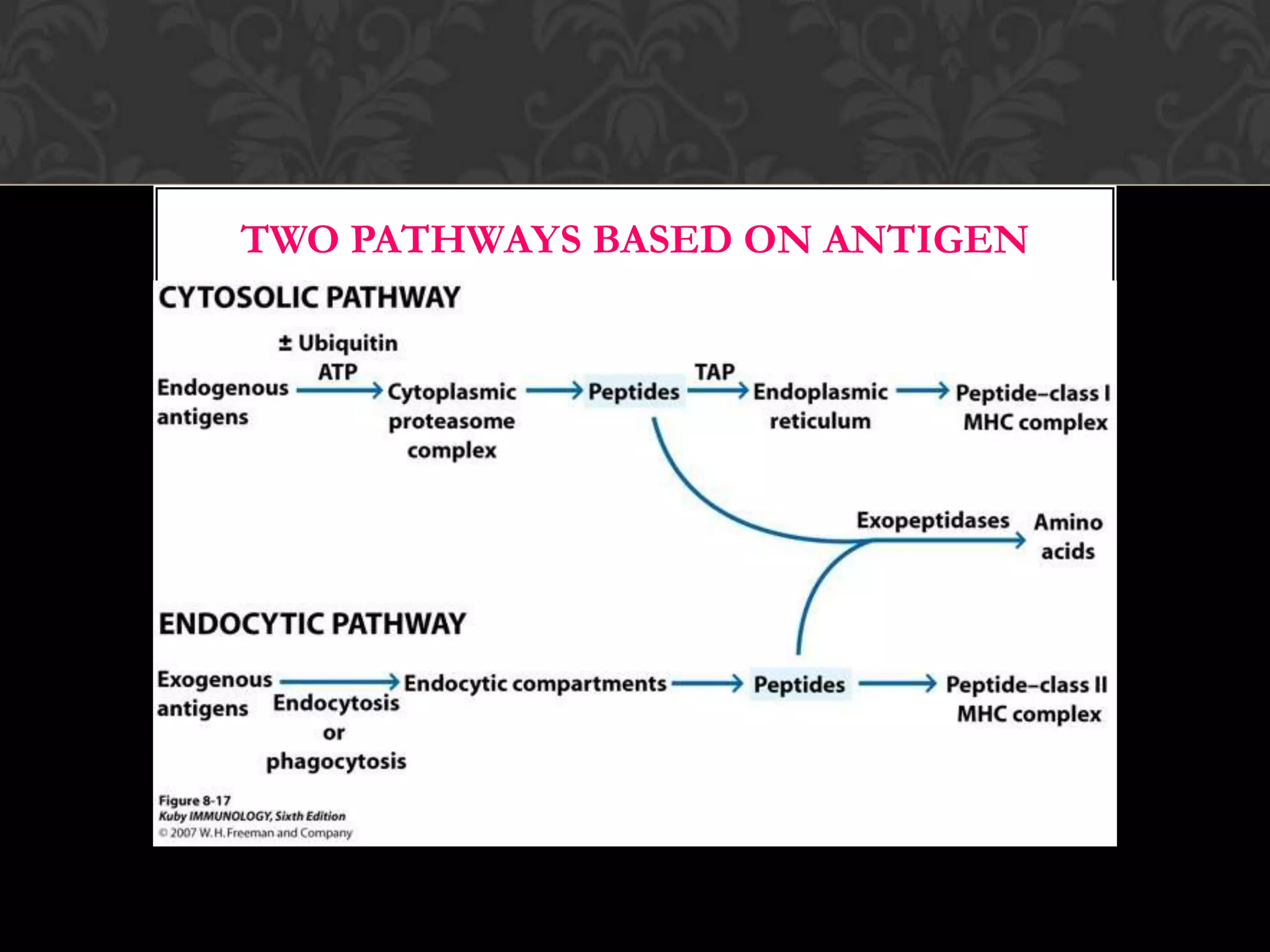 B CELLSOriginates in bone marrow Mature B cell co-express IgM  and IgD on their cell surface 