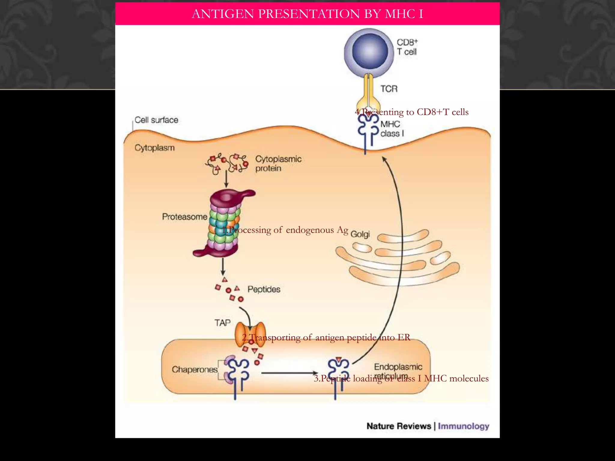 Antigen presentation by class I mhc