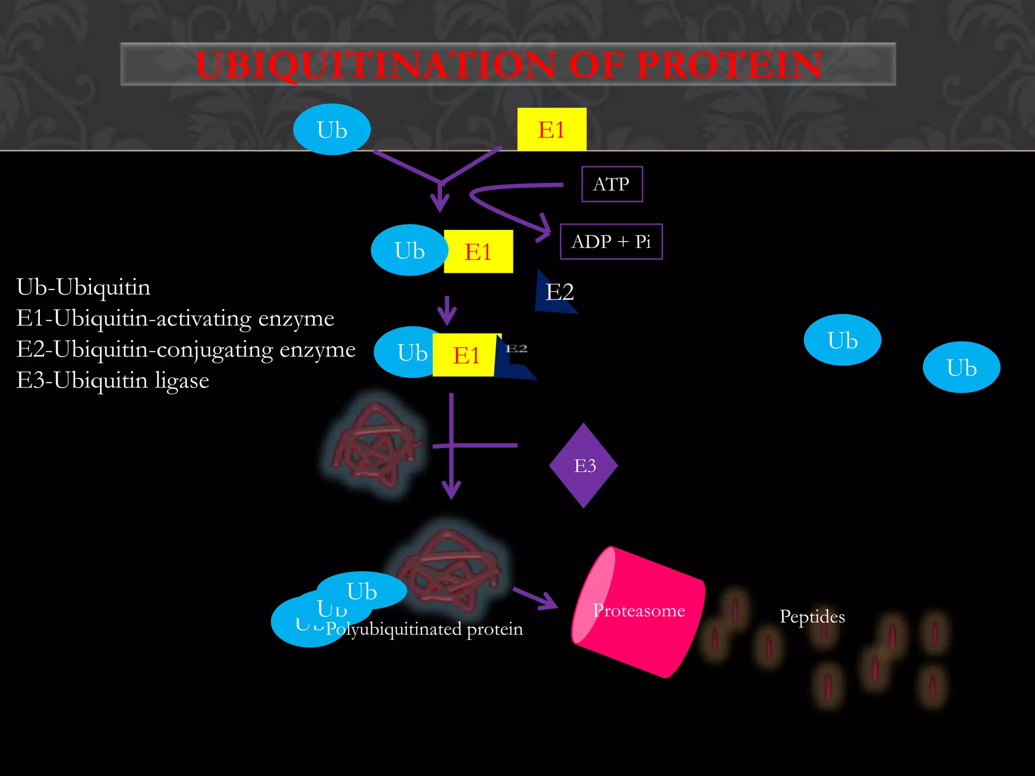 α-chainEncoded by HLA-A,B,C genesConsist of carboxyl-terminal short domain, transmembrane hydrophobic region,extracellular domain,aminoterminal signal peptideα-chain consists of α1,α2,α3 domainα1 and α2 forms a groove for the peptide-binding site