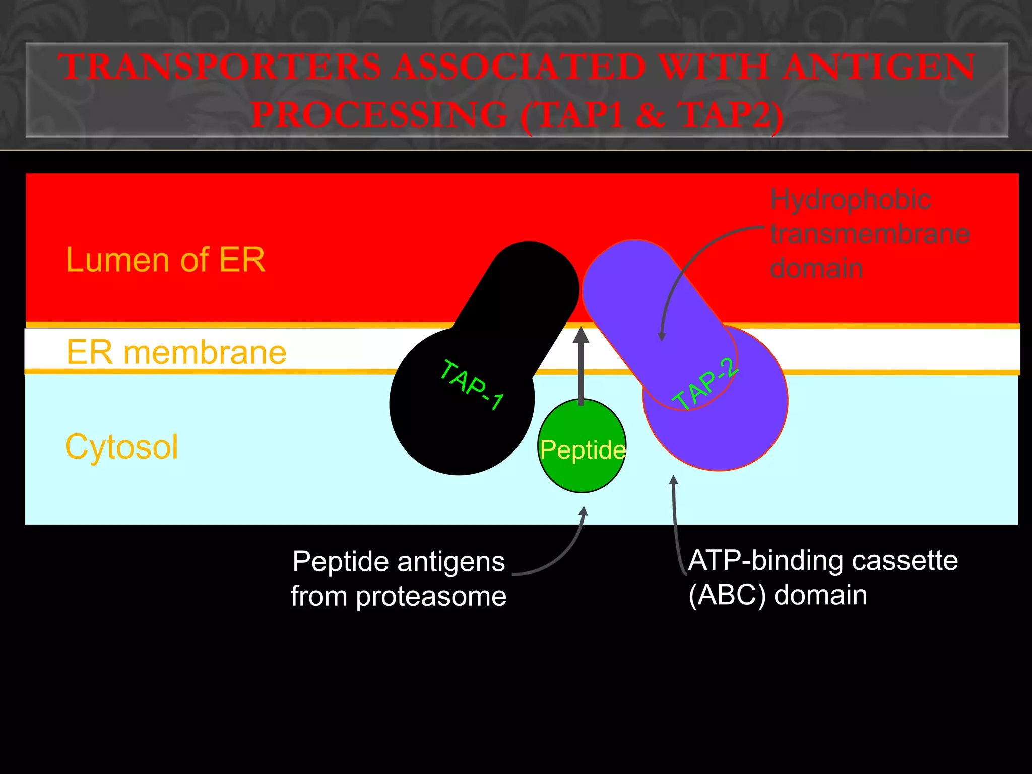 ANTIGEN PRESENTATION BY MHC I4.Presenting to CD8+T cells1.Processing of endogenous Ag2.Transporting of antigen peptide into ER3.Peptide loading of class I MHC molecules