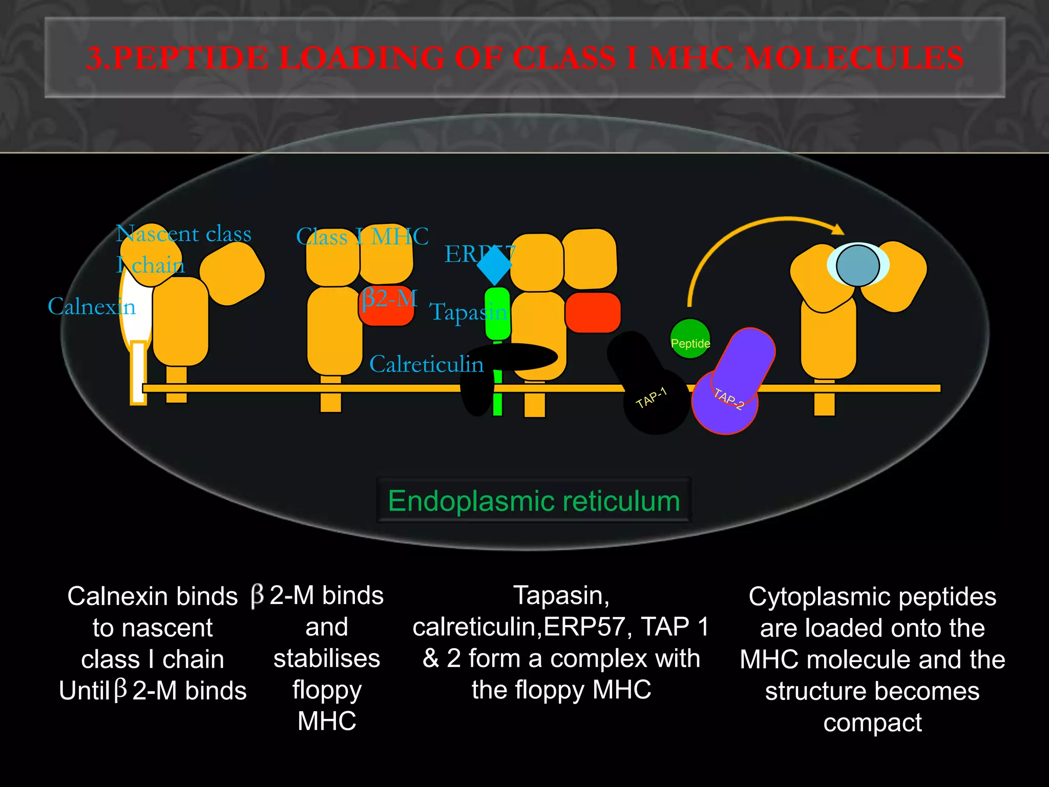 1.PROcessing of endogenous Antigen20SEndogenous antigens are degraded by Proteasome(26S)Consist of 20S proteasome(a catalytic core) and 19S particle(a regulatory component)Degradation of protein requires ubiquitin molecule Cytokine(IFNγ) enhance the production of LMP2, LMP7 and MECL-1(LMP10) and replace β1,β5,β2 respectively to form IMMUNOPROTEASOMEβααβ19S