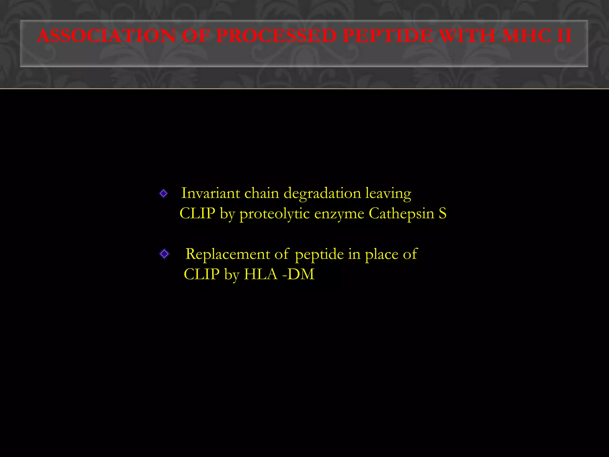 1. Capture of exogenous antigen2. Processing of antigen3. Synthesis and transportation of class II molecule4. Association of processed peptide with MHC II5. Presenting to CD4+ T cellsEXOGENOUS OR ENDOCYTIC  PATHWAY