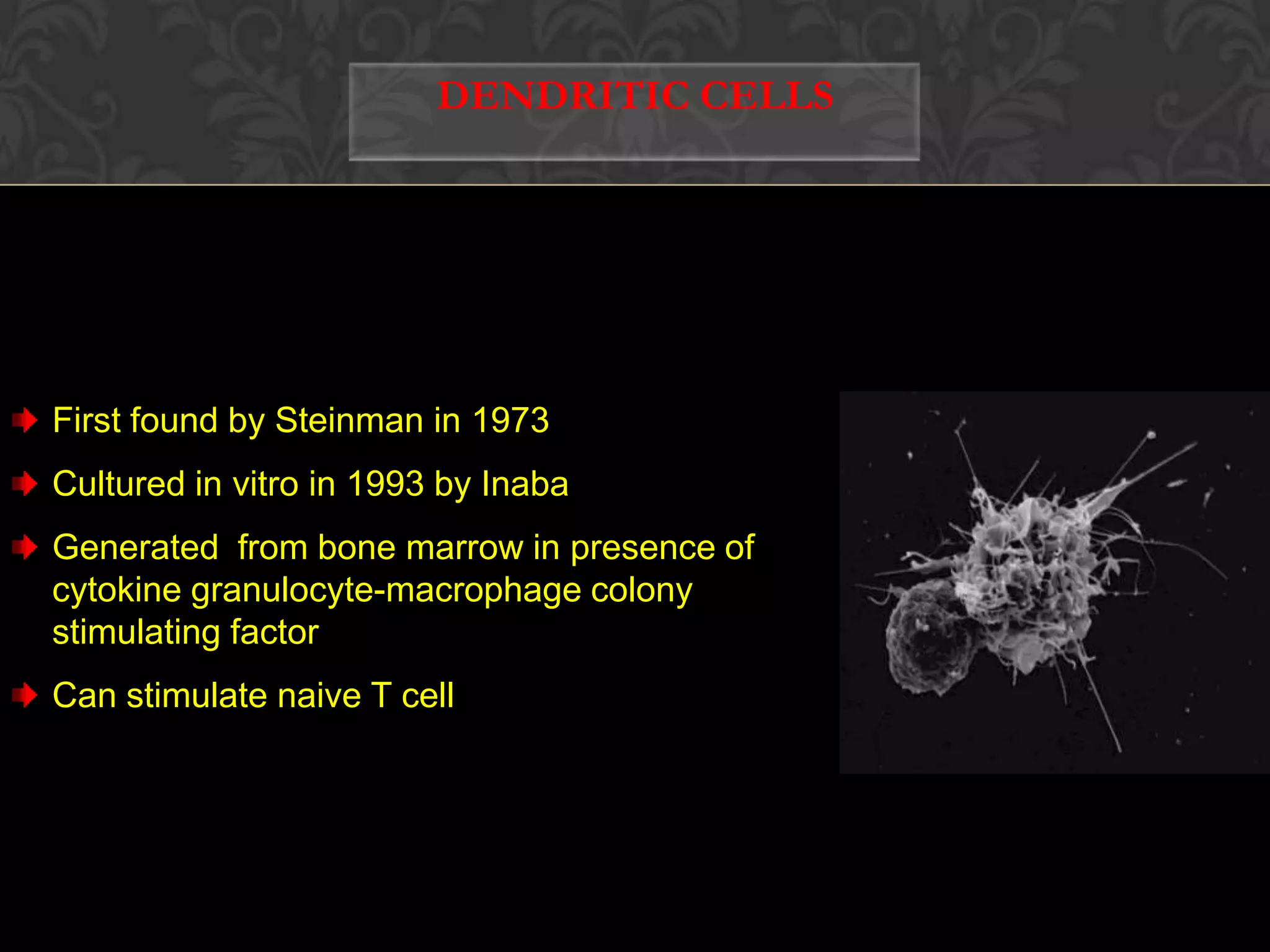  B cellNON- PROFESSIONAL  APCs Fibroblast