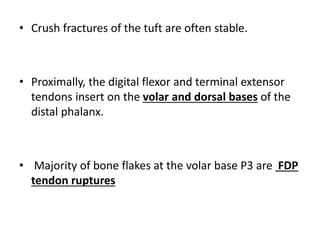• Crush fractures of the tuft are often stable.
• Proximally, the digital flexor and terminal extensor
tendons insert on the volar and dorsal bases of the
distal phalanx.
• Majority of bone flakes at the volar base P3 are FDP
tendon ruptures
 