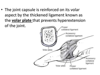 • The joint capsule is reinforced on its volar
aspect by the thickened ligament known as
the volar plate that prevents hyperextension
of the joint.
 