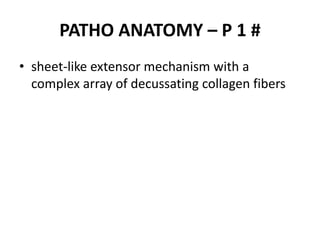 PATHO ANATOMY – P 1 #
• sheet-like extensor mechanism with a
complex array of decussating collagen fibers
 