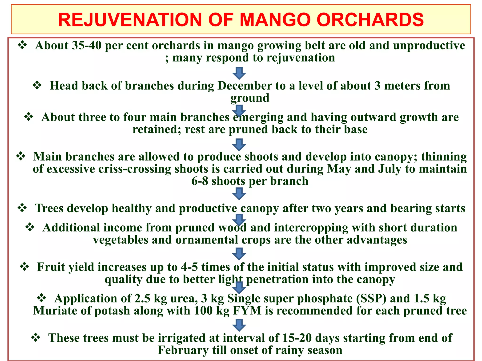 REJUVENATION OF MANGO ORCHARDS
 About 35-40 per cent orchards in mango growing belt are old and unproductive
; many respond to rejuvenation
 Head back of branches during December to a level of about 3 meters from
ground
 About three to four main branches emerging and having outward growth are
retained; rest are pruned back to their base
 Main branches are allowed to produce shoots and develop into canopy; thinning
of excessive criss-crossing shoots is carried out during May and July to maintain
6-8 shoots per branch
 Trees develop healthy and productive canopy after two years and bearing starts
 Additional income from pruned wood and intercropping with short duration
vegetables and ornamental crops are the other advantages
 Fruit yield increases up to 4-5 times of the initial status with improved size and
quality due to better light penetration into the canopy
 Application of 2.5 kg urea, 3 kg Single super phosphate (SSP) and 1.5 kg
Muriate of potash along with 100 kg FYM is recommended for each pruned tree
 These trees must be irrigated at interval of 15-20 days starting from end of
February till onset of rainy season
 