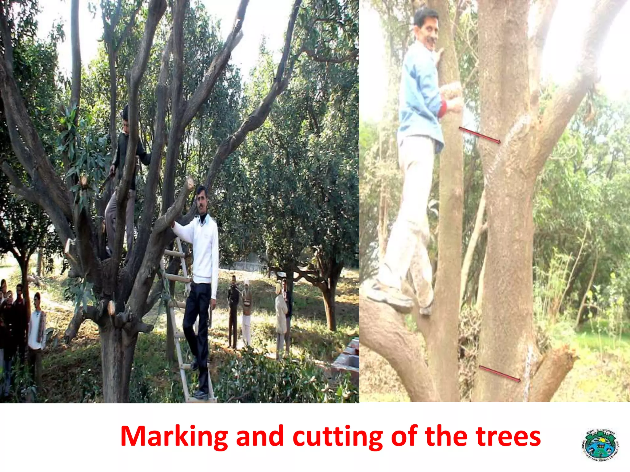 Marking and cutting of the trees
 