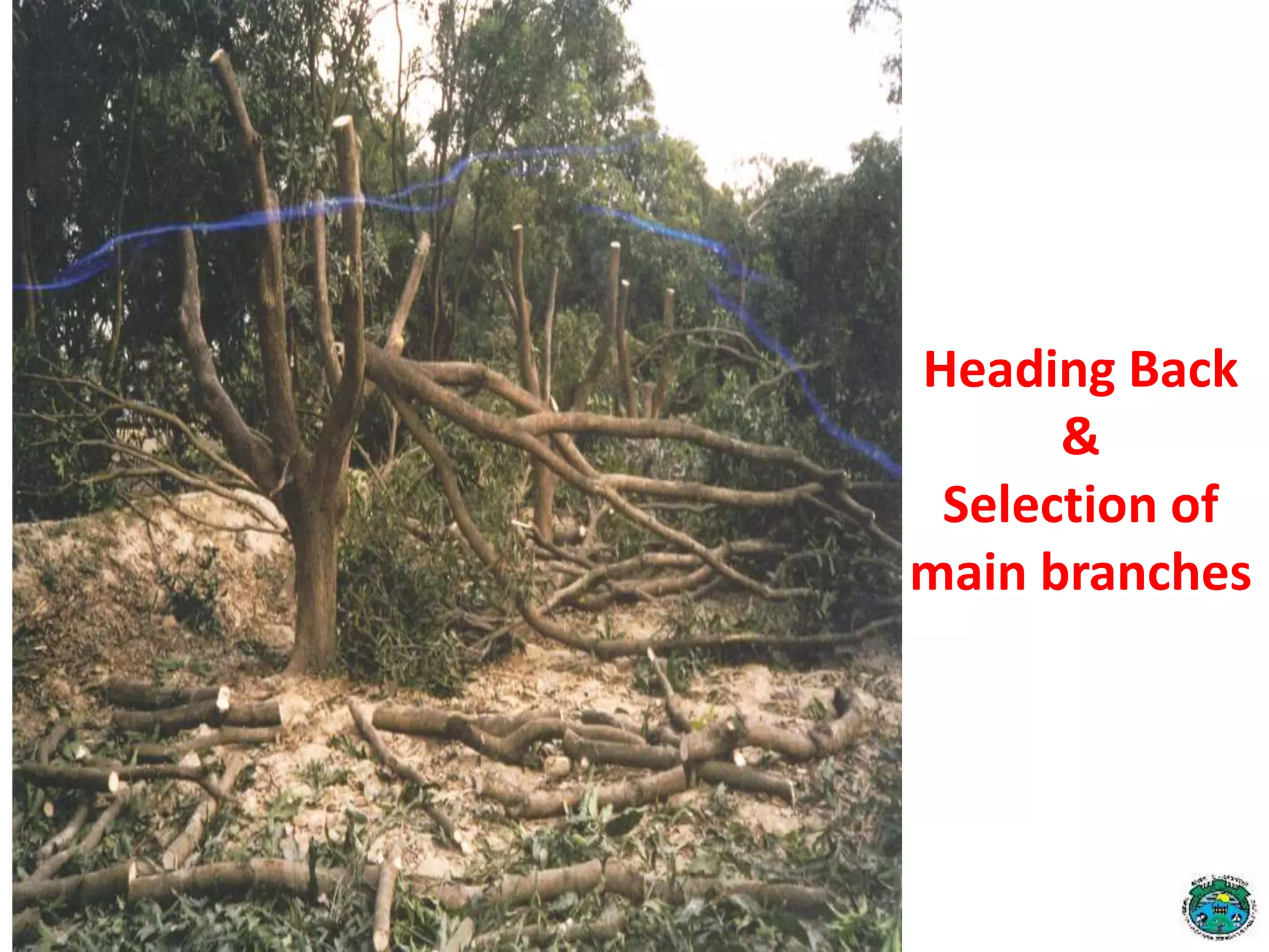 Heading Back
&
Selection of
main branches
 