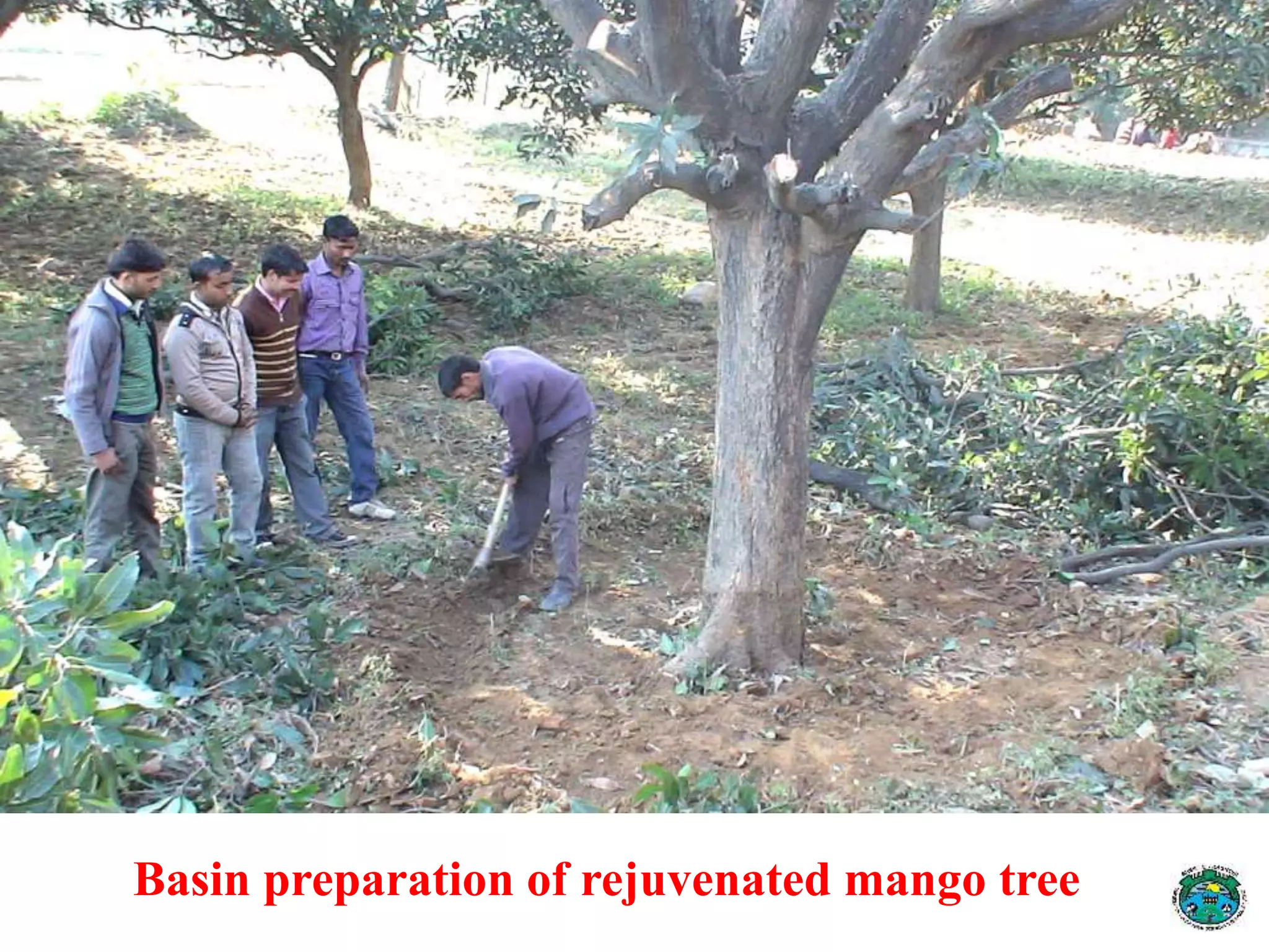 Basin preparation of rejuvenated mango tree
 