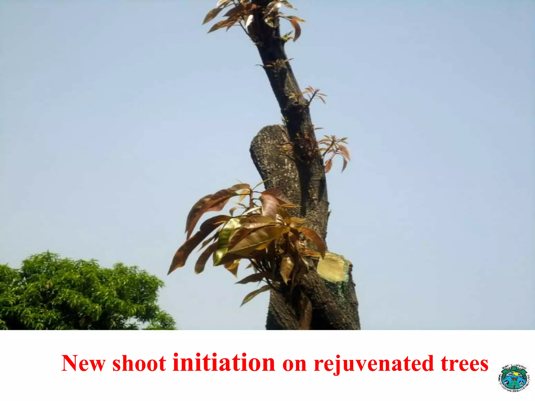 New shoot initiation on rejuvenated trees
 