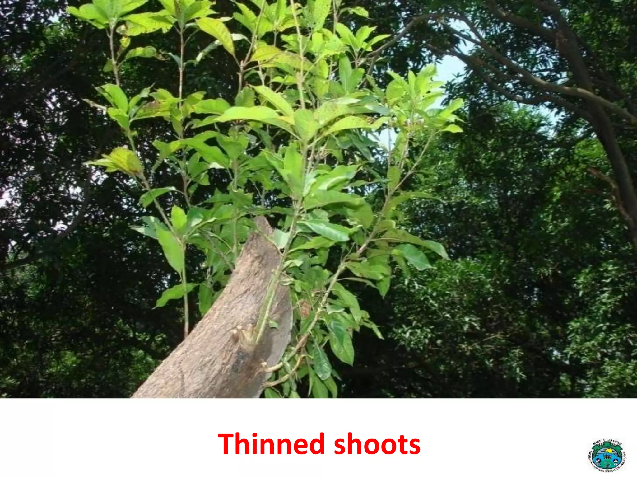 Keeping 8-10 well spaced
shoots per branch
Thinned shoots
 