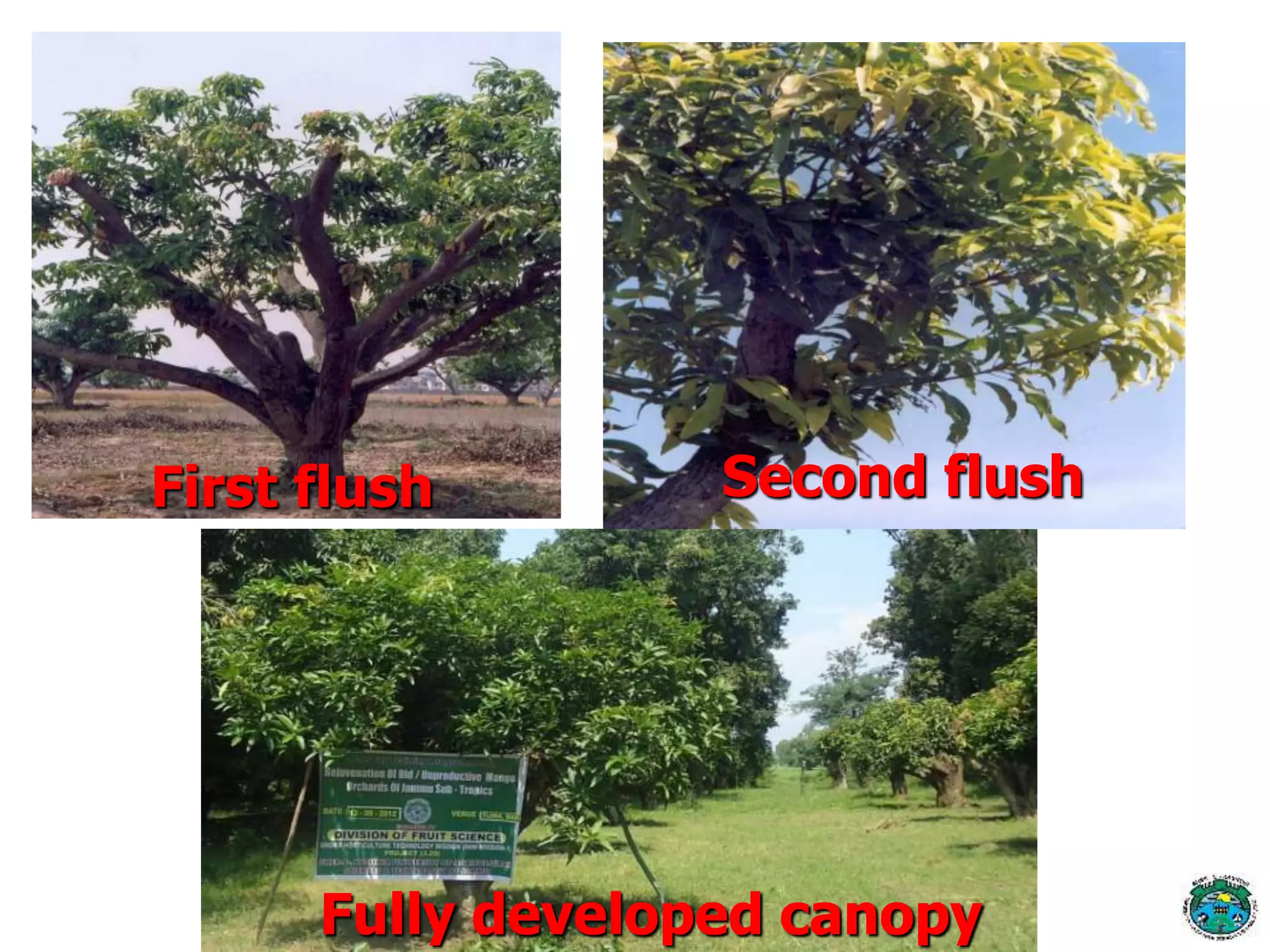 First flush Second flush
Fully developed canopy
 
