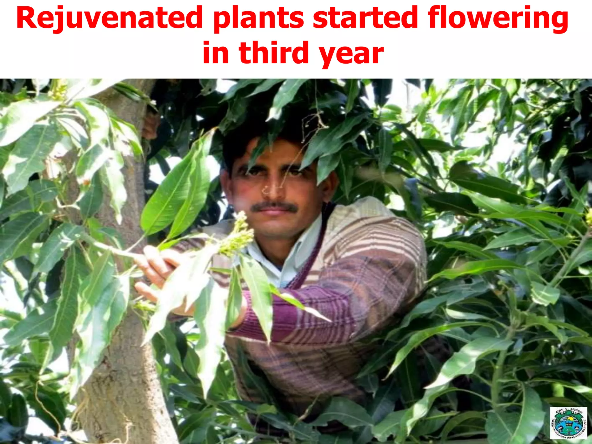 Rejuvenated plants started flowering
in third year
 