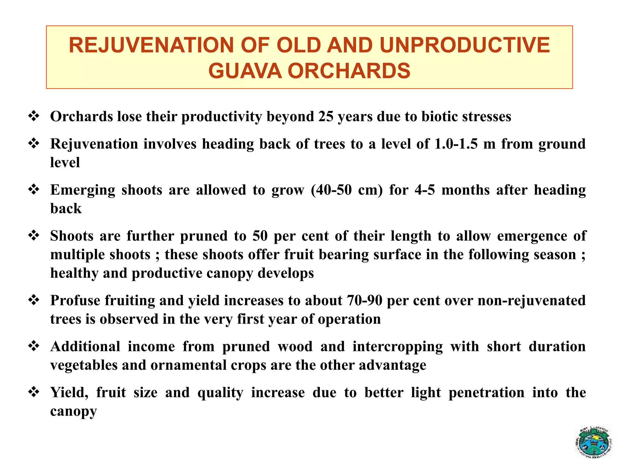 REJUVENATION OF OLD AND UNPRODUCTIVE
GUAVA ORCHARDS
 Orchards lose their productivity beyond 25 years due to biotic stresses
 Rejuvenation involves heading back of trees to a level of 1.0-1.5 m from ground
level
 Emerging shoots are allowed to grow (40-50 cm) for 4-5 months after heading
back
 Shoots are further pruned to 50 per cent of their length to allow emergence of
multiple shoots ; these shoots offer fruit bearing surface in the following season ;
healthy and productive canopy develops
 Profuse fruiting and yield increases to about 70-90 per cent over non-rejuvenated
trees is observed in the very first year of operation
 Additional income from pruned wood and intercropping with short duration
vegetables and ornamental crops are the other advantage
 Yield, fruit size and quality increase due to better light penetration into the
canopy
 
