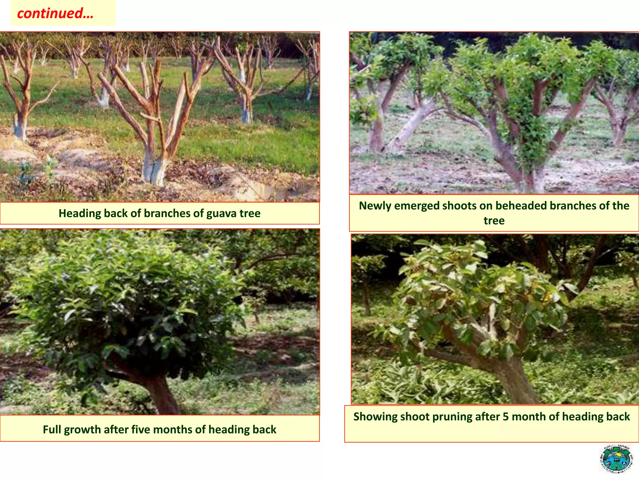 Heading back of branches of guava tree
Newly emerged shoots on beheaded branches of the
tree
Full growth after five months of heading back
Showing shoot pruning after 5 month of heading back
continued…
 