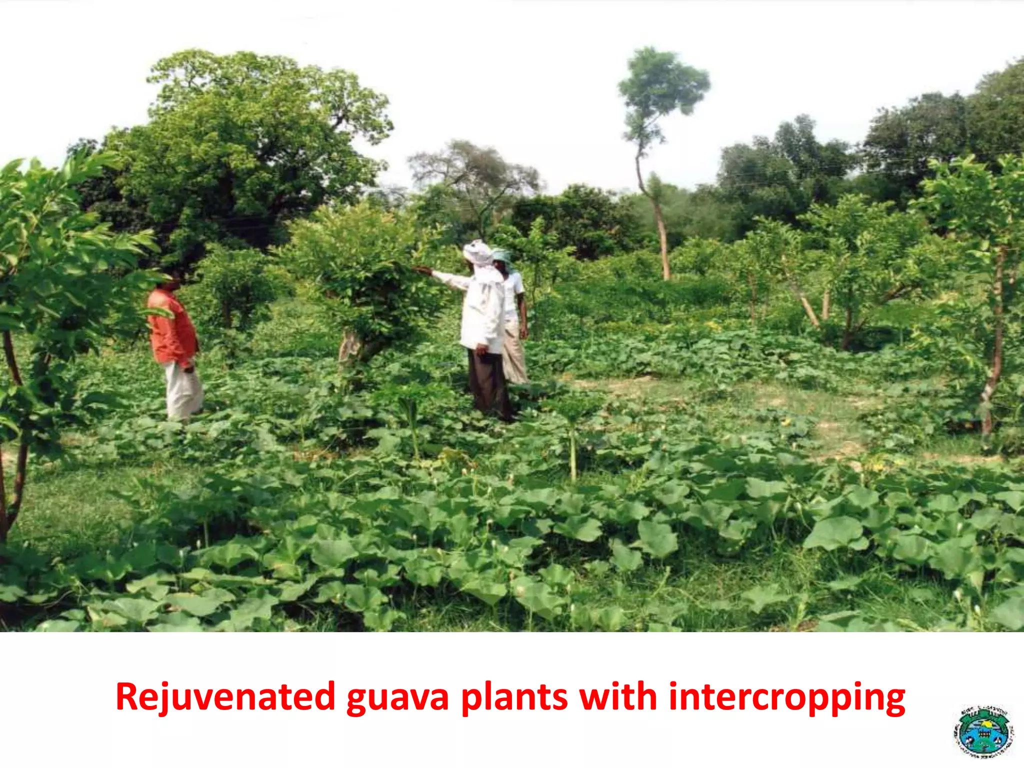 Rejuvenated guava plants with intercropping
 