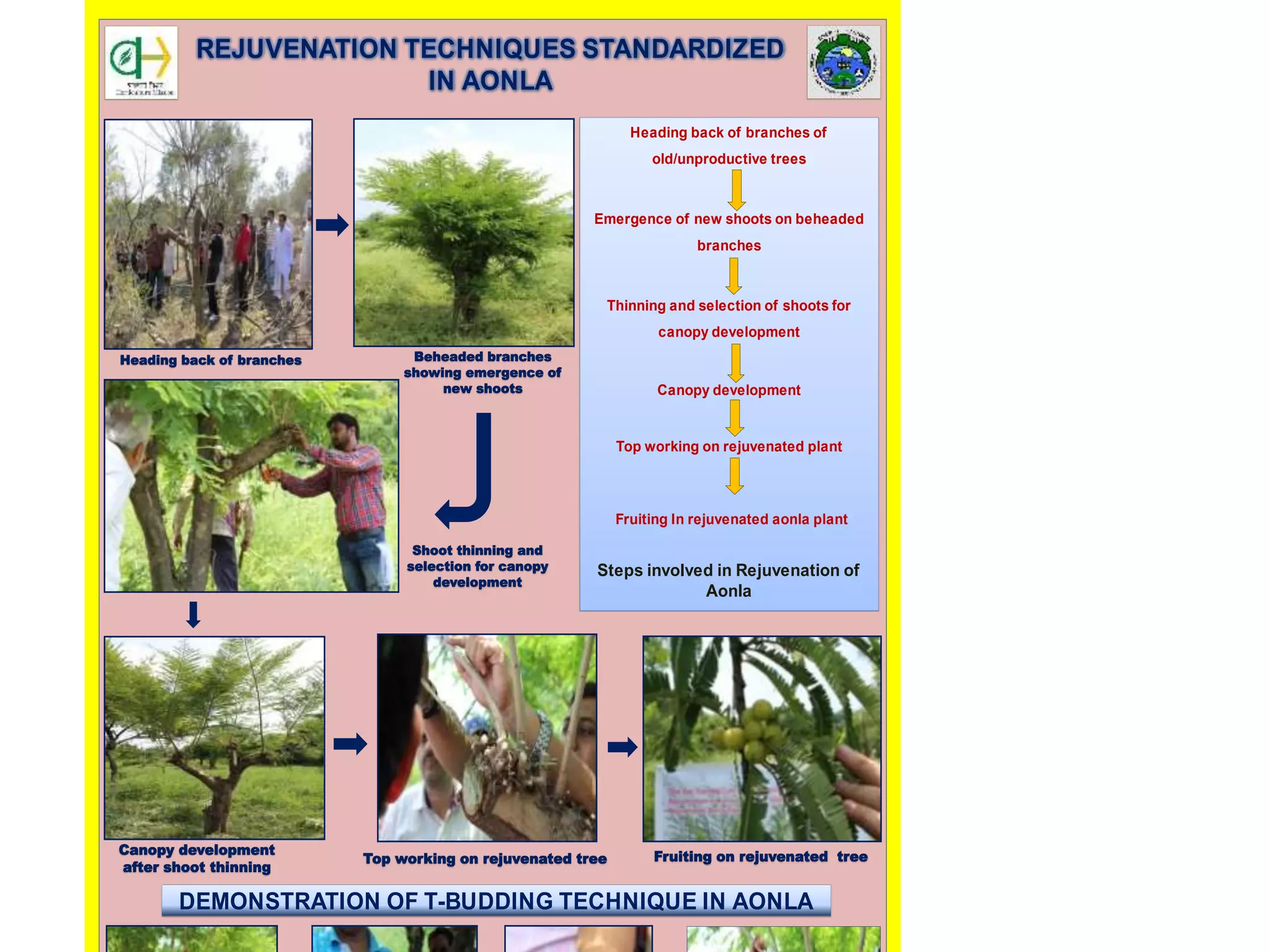 DEMONSTRATION OF T-BUDDING TECHNIQUE IN AONLA
Heading back of branches of
old/unproductive trees
Emergence of new shoots on beheaded
branches
Thinning and selection of shoots for
canopy development
Canopy development
Top working on rejuvenated plant
Fruiting In rejuvenated aonla plant
Steps involved in Rejuvenation of
Aonla
REJUVENATION TECHNIQUES STANDARDIZED
IN AONLA
Heading back of branches Beheaded branches
showing emergence of
new shoots
Shoot thinning and
selection for canopy
development
Canopy development
after shoot thinning
Top working on rejuvenated tree Fruiting on rejuvenated tree
 