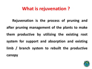 Rejuvenate Example Rejuvenation of Old/senile orchards-A success story | PPTX