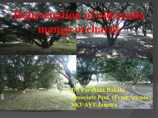 Rejuvenation of old/senile
mango orchards
Dr. Parshant Bakshi
Associate Prof. (Fruit Science)
SKUAST-Jammu
 