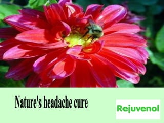Nature's headache cure 