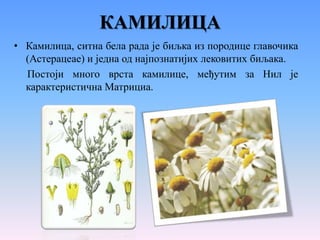ОПИЈУМСКИ МАК
• Опијумски мак је једногодишња биљка с ломљивим стаблом
и гранама, висине до 160 cm. Цветови су велики, на ...