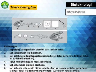 Bioteknologi
Rekayasa Genetika
Teknik Kloning Gen
Keterangan:
1. Sepotong jaringan kulit diambil dari seekor katak.
2. Sel-sel jaringan itu dibiakkan.
3. Inti salah satu itu ditransplantasikan ke sel telur penerima (inti sel telur
ini sudah dikeluarkan).
4. Telur itu berkembang menjadi embrio.
5. Sel-sel embrio dipisah-pisahkan.
6. Inti sebuah sel embrio ditransplantasikan ke dalam sel telur penerima
lainnya. Telur itu berkembang menjadi suatu klon katak semula.
 
