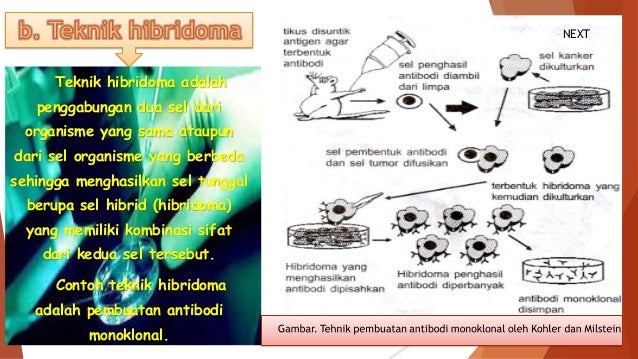 Rekayasa genetika (By DianaSM).ppt