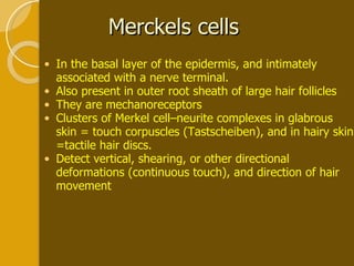 Merckels cells  In the basal layer of the epidermis, and intimately associated with a nerve terminal.  Also present in outer root sheath of large hair follicles They are mechanoreceptors Clusters of Merkel cell–neurite complexes in glabrous skin = touch corpuscles (Tastscheiben), and in hairy skin =tactile hair discs. Detect vertical, shearing, or other directional deformations (continuous touch), and direction of hair movement 
