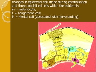changes in epidermal cell shape during keratinisation  and three specialised cells within the epidermis:  m = melanocyte; L = Langerhans cell; M = Merkel cell (associated with nerve ending).  