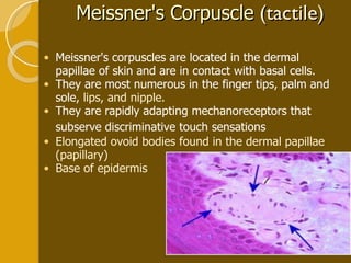 Meissner's corpuscles are located in the dermal papillae of skin and are in contact with basal cells.  They are most numerous in the finger tips, palm and sole,  lips, and nipple.   They are rapidly adapting mechanoreceptors that subserve discriminative touch sensations   Elongated ovoid bodies found in the dermal papillae (papillary) Base of epidermis Meissner's Corpuscle   (tactile) 