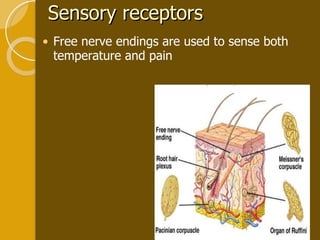 Sensory receptors  Free nerve endings are used to sense both temperature and pain 