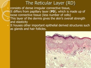 The Reticular Layer (RD) consists of dense irregular connective tissue, It differs from papillary layer ( PD ), which is made up of loose connective tissue (less number of cells)  This layer of the dermis gives the skin’s overall strength and elasticity It houses other important epithelial derived structures such as glands and hair follicles.  
