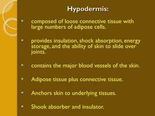 Hypodermis: composed of loose connective tissue with large numbers of adipose cells.  provides insulation, shock absorption, energy storage, and the ability of skin to slide over joints.  contains the major blood vessels of the skin. Adipose tissue plus connective tissue. Anchors skin to underlying tissues. Shook absorber and insulator. 