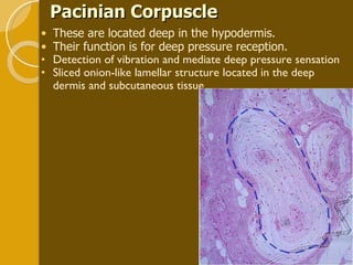 Pacinian Corpuscle These are located deep in the hypodermis.  Their function is for deep pressure reception. Detection of vibration and mediate deep pressure sensation Sliced onion-like lamellar structure located in the deep dermis and subcutaneous tissue 