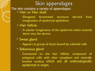 Skin appendages Hair or Hair shaft Elongated keratinized structure derived from invagination of epidermal epithelium Hair follicle A tubular invagination of the epidermis which extends down into the dermis Sweat gland Appears as group of ducts bound by cuboidal cells Sebaceous gland Connected to the hair follicle, compound of polygonal cells with clear cytoplasm and centrally located nucleus  which are all embryologically epidermal in origin.  The skin contains a variety of appendages: 