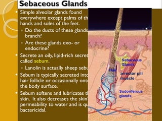 Sebaceous Glands Simple alveolar glands found everywhere except palms of the hands and soles of the feet. Do the ducts of these glands branch? Are these glands exo- or endocrine? Secrete an oily, lipid-rich secretion called  sebum . Lanolin is actually sheep sebum Sebum is typically secreted into a hair follicle or occasionally onto the body surface. Sebum softens and lubricates the skin.  It also decreases the skin’s permeability to water and is quite bactericidal. arrector pili muscle 
