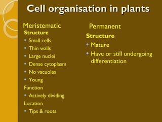 Cell organisation in plants Meristematic Permanent Structure Small cells Thin walls Large nuclei Dense cytoplasm No vacuoles Young Function Actively dividing  Location Tips & roots Structure Mature Have or still undergoing differentiation 